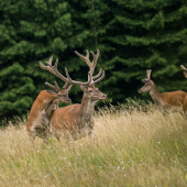 Keď jeden chce a druhý nie