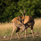 Jeleň lesný