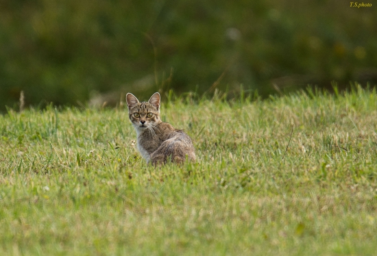 felis silvestris