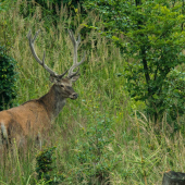 Nepravidelny 14torak