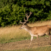 Nepravidelny 14torak