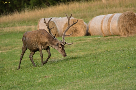 cervus elaphus