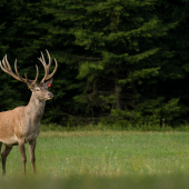 Nepravidelny 14torak