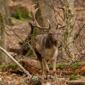 Pekne ku mne (ruja 2017)