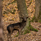 Čierny (dáma dáma)