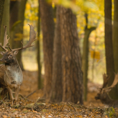 Zpozerany na družky