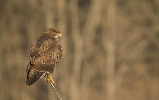 buteo buteo