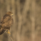 buteo buteo