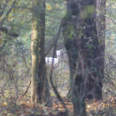 snehulienka danielka