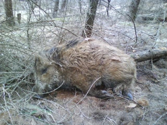 minuloročne prasiatko