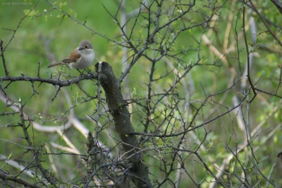 obzeral si ma na posede