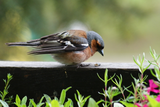 už sa zbiehaju slinky