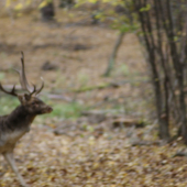 ked je pokazeny fotak