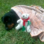 moj kopov