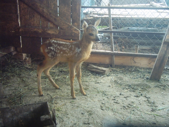 Bambi