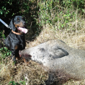 Foxo sa vyznamenal