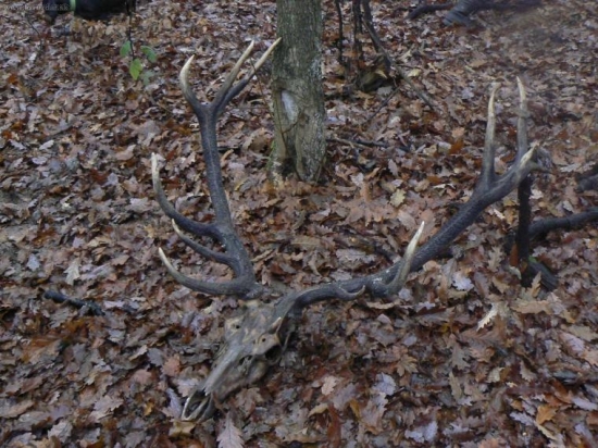 trofej dalsieho neznameho strelca