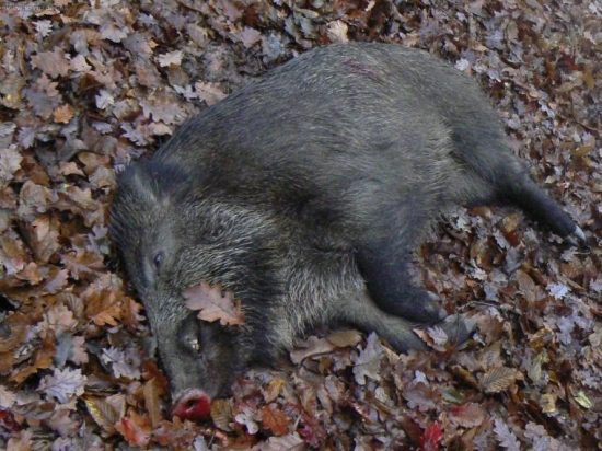 minulorocny