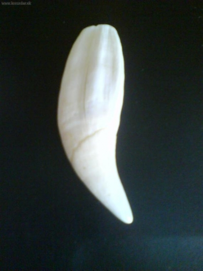 zub z medveda, najdený samostatne bez lebky v lese