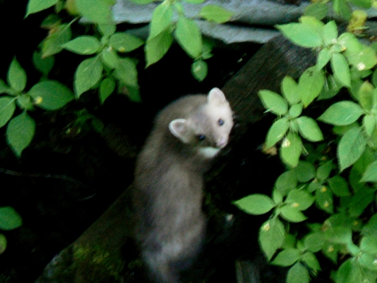 prišla pozrieť pod posed