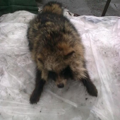 psík medvedikovitý