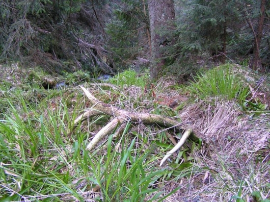 dobri chlapi to nehavaju na sukcesiu