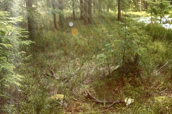 Správna kategória?