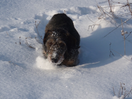 malý diviačik :-)))