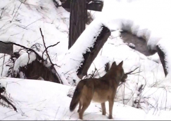 Seda Eminencia z pod Tatier