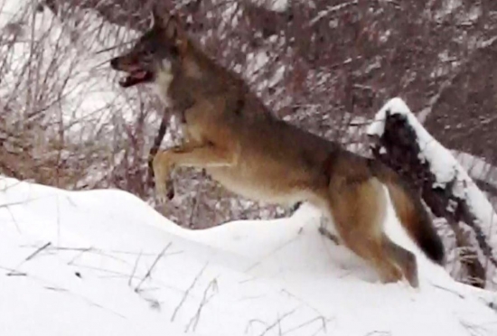 ...vlcisko v akcii...