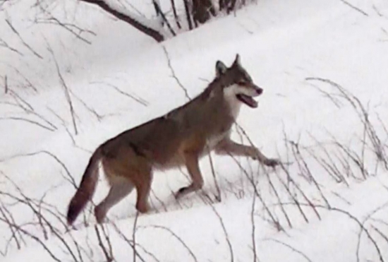 ...Vlcica na love...