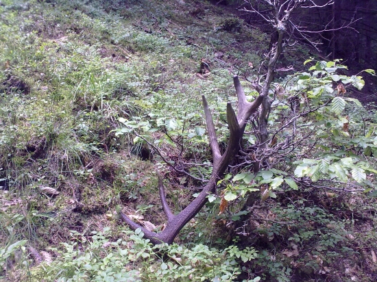 ...nadejny jelenik...