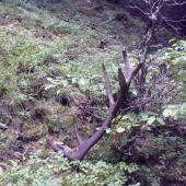 ...nadejny jelenik...