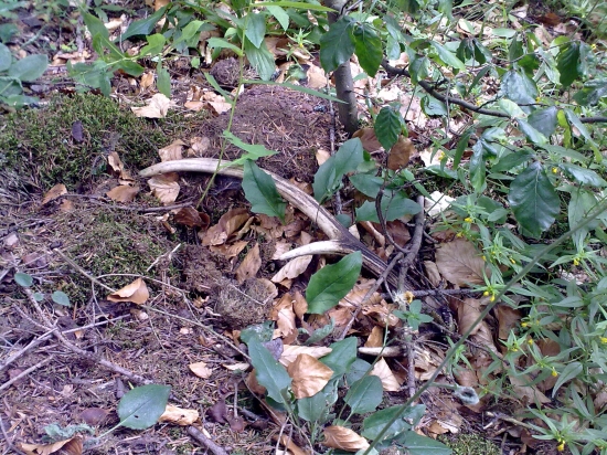 ...hla,pod buckom...