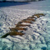 ...kozuchy vyprasene...