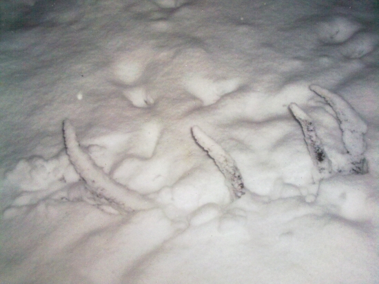 ...nakurilo,ale nezakrylo...