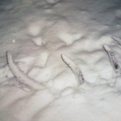 ...nakurilo,ale nezakrylo...