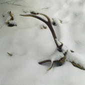 ...ked som hladal druhy zhod do paru...