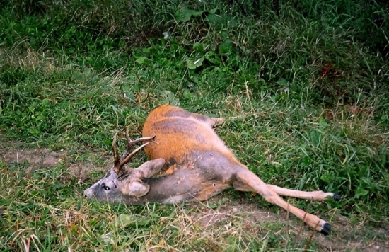 ...pekna rarita srnca...