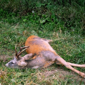 ...pekna rarita srnca...