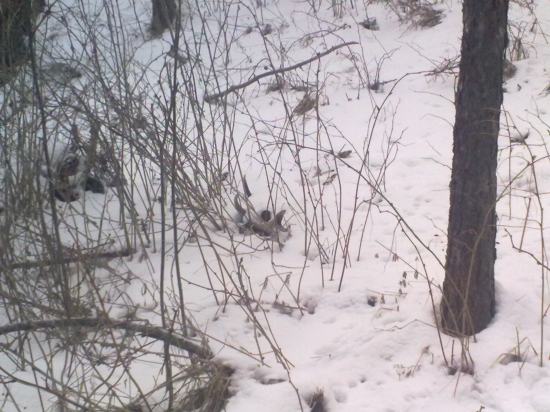 ...dobre maskovany zhod...