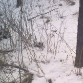 ...dobre maskovany zhod...