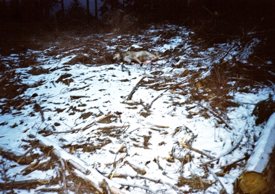 ...vlk pred dostrelenim...