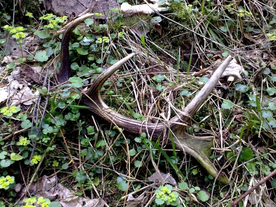 ...po 100 metroch v lese ...