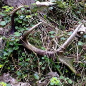 ...po 100 metroch v lese ...