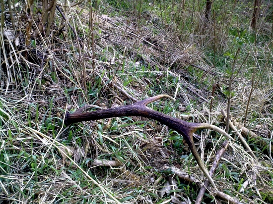 ...osmak,dlzka cez 80cm :-)...