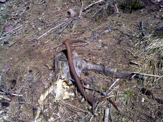 ...na jelenom chodnicku...