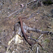 ...na jelenom chodnicku...