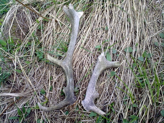 Ked smola,tak poriadna :-)