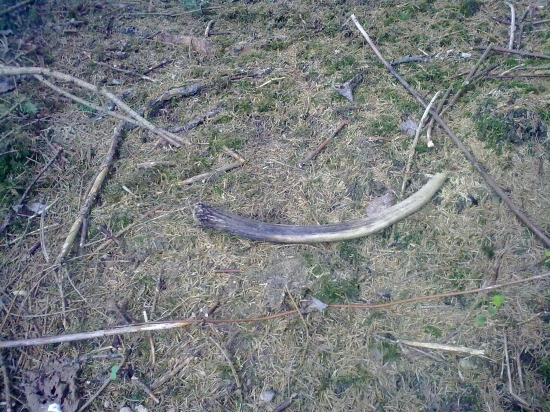 ...Jelenokamzik :-)...